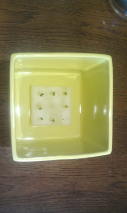 ハイポニカ 心知菜園 ブルーラグーン 発芽全体像1