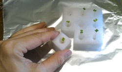 ハイポニカ 心知菜園 ブルーラグーン 培地を切り離す