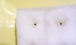 ハイポニカ 心知菜園 ブルーラグーン 蒔いた種の様子